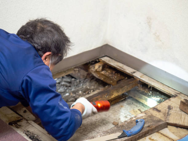 Best Attic Mold Remediation in Canterwood, WA