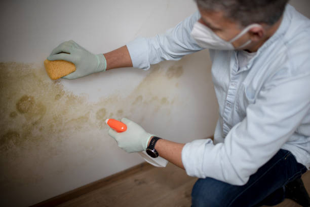 Best Basement Mold Remediation in Canterwood, WA