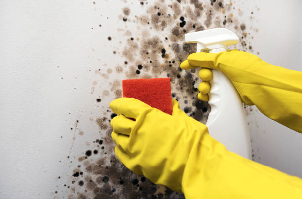 Professional Mold Remediation in Canterwood, WA