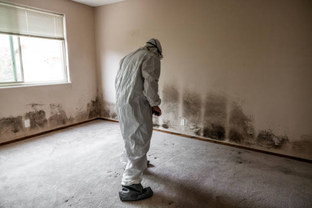 Best Black Mold Remediation in Canterwood, WA