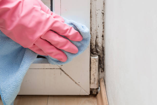 Best Residential Mold Remediation in Canterwood, WA